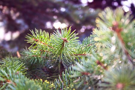 Lush branches of blue spruce with small buds. In the background is a blurred image of branches. Background for design.の写真素材