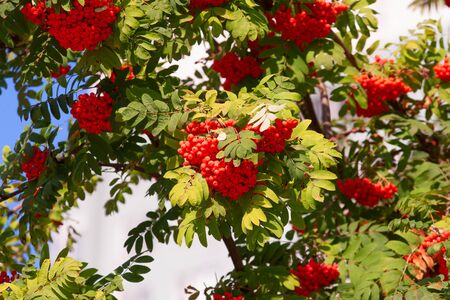 clusters of ripe rowan berries on a branch among foliage against a skyの写真素材