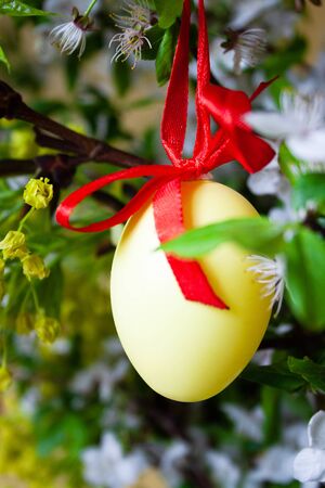 Easter egg tied with a red ribbon hanging on a branch of a blossoming apple treeの写真素材