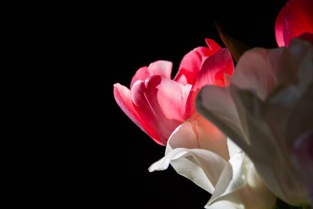 White and pink delicate tulips close-up on a black background pierced by sunlightの写真素材