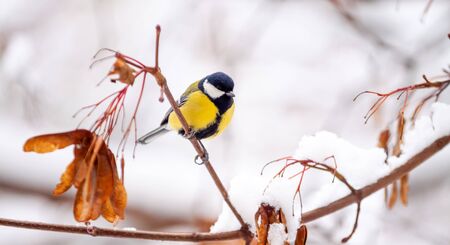 tit bird sits on a snowy maple branch on a winter day close-upの写真素材