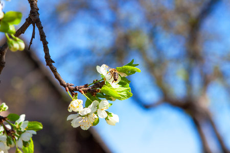 A bee pollinates a lush blooming apple tree branch in a farmers orchard.
