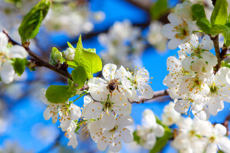 Lush blooming apple tree branches in the farmer's orchard. Agriculture