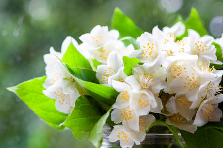 Large delicate white jasmine flowers with green leaves collected in a bouquet on a green backgroundの写真素材