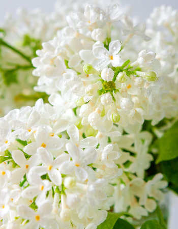 Lush branches of white lilac close up, floral backgroundの写真素材