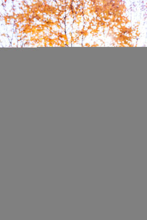 Land in the park strewn with autumn golden maple leaves, vertical close-up shotの写真素材