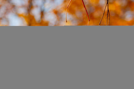 Golden maple seeds on a branch, autumn timeの写真素材
