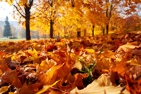 Autumn leaves in the park. Golden autumn, backlight, close-up shot