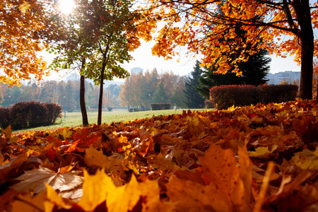 Autumn leaves in the park close-up. Golden autumnの写真素材