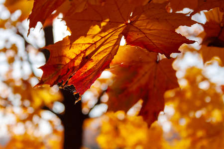 Maple leaves close-up in backlight, golden autumn in the parkの写真素材