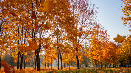Autumn morning in the park, trees and land in golden leavesの写真素材