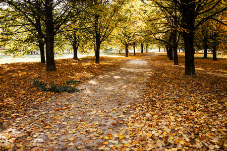 Sandy path in the park under the canopy of trees, leaf fall in the park