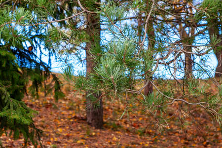 pine trees in the forest on a sunny autumn day, branches nearの写真素材