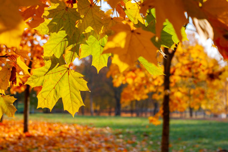 Golden autumn in the park, trees in backlight on a sunny day with yellowed and green leaves in the...