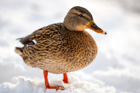 A female mallard walks through the snow near a pond in winter, looking aheadの写真素材