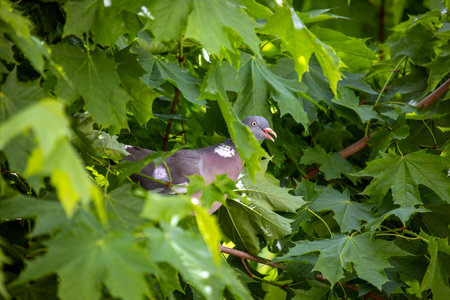 smiling wood pigeon in the depths of a tree crown against the background of green maple leavesの写真素材