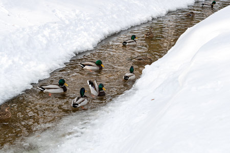 Mallard ducks swim in icy water. A flock of waterfowl in a winter park.の写真素材