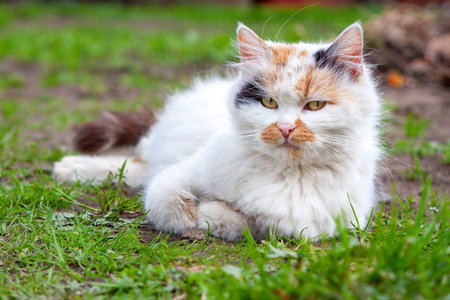 A white cat with red and black spots lies on the green grass, looking straight ahead.の写真素材