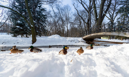 Mallard ducks lie on the snow. Waterfowl in the winter parkの写真素材