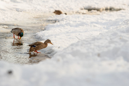 a pair of mallards looking for food in the snow near a pond in winter, the weather is sunnyの写真素材