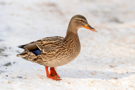 A female mallard walks in the snow near a pond in winter, the weather is sunnyの写真素材