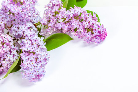 Branches of purple lilac on a white background, mockup for design
