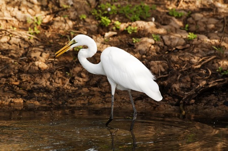 Great Egret hunting at the morningの写真素材