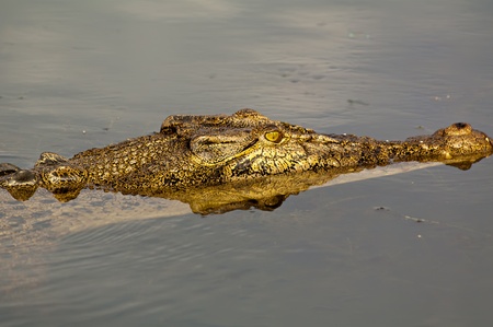 Saltwater Crocodileの写真素材