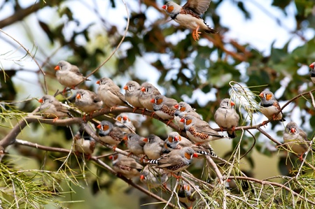 Zebra Finchの写真素材