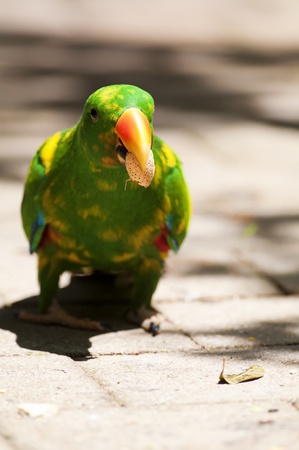 Scaly-Breasted Lorikeetの写真素材