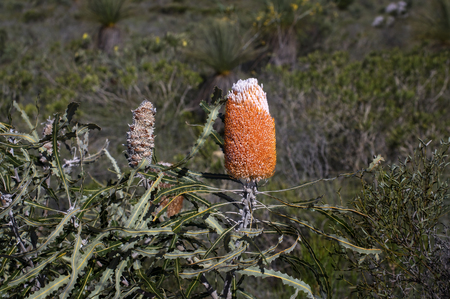 Woolly Orange Banksia Endemic wildflower in Western Australia at Kalbarri regionの写真素材