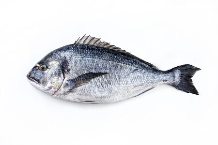 Fresh saltwater gilthead seabream as top view on white backgroundの写真素材