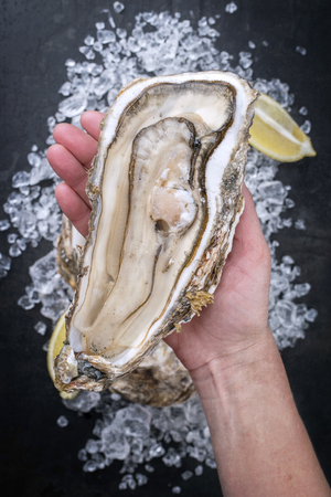 Fresh large rock oyster offered in a woman hand as closeup opened with sliced lemon on crushed ice with copy spaceの写真素材