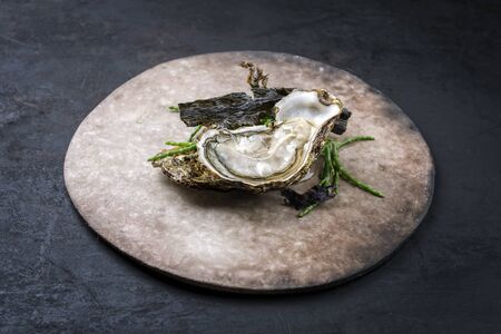 Fresh rock oyster offered as closeup opened with glasswort and algae as closeup on a modern design plate with copy spaceの写真素材