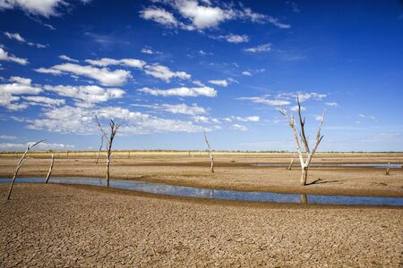 Dead trees at the dried-out swamp of Lake Argyle at the bottomland at the outback in Australia â wallpaperの写真素材