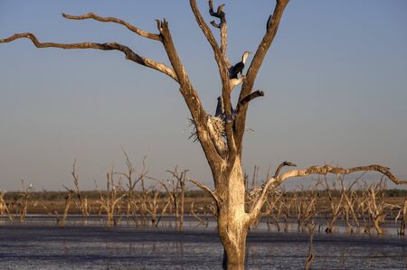 Dead trees at the swamp of Lake Argyle at twilight with a pied cormorant breeding in a nest at the outback in Western Australia の写真素材