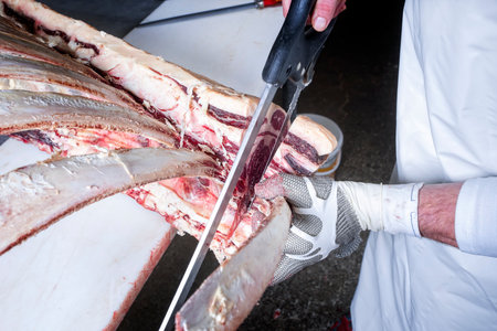 Raw dry aged wagyu tomahawk steak block manual cut up as close-up with a saw at a butcheryの写真素材