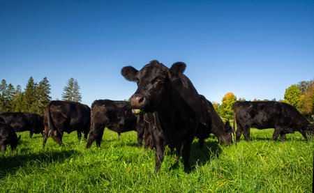 Black angus cow group at morning feeding in lush green gras at the Bavarian Alps on a sunny dayの写真素材