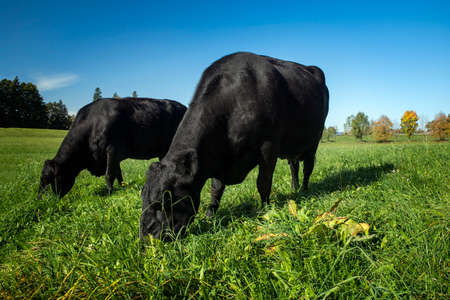 Black angus cow group at morning feeding in lush green gras at the Bavarian Alps on a sunny dayの写真素材