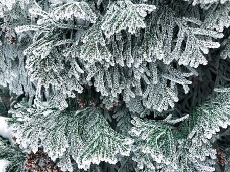 The branches of a coniferous tree in the frost after the fog. Beautiful winter time.の写真素材