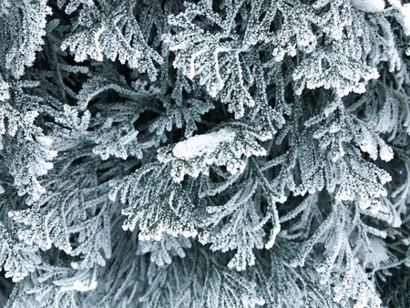 The branches of a coniferous tree in the frost after the fog. Beautiful winter time.の写真素材