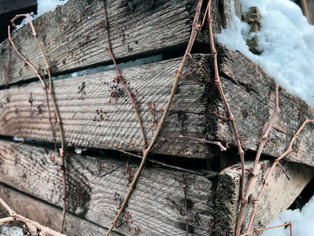 trunk of a weaving plant in winter against the background of an old and rotten boxの写真素材
