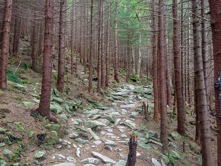 mysterious forest in the mountains of the Carpathians, traveling in Ukraineの写真素材