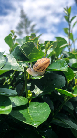 Snail on spring fresh greens at lunch sunny day.の写真素材