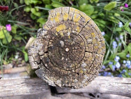 Rotten wooden rack from the fence in the garden. View from above.の写真素材