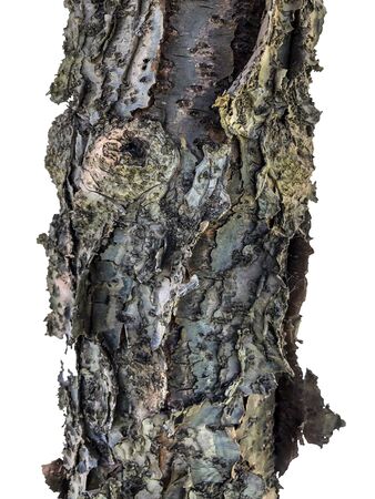 A variety of wooden texture of pine bark on a white background. Abstract vertical background.の写真素材