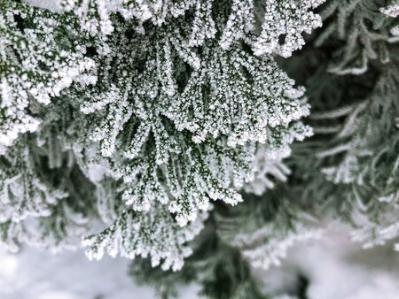 The branches of a coniferous tree in the frost after the fog. Beautiful winter time.の写真素材
