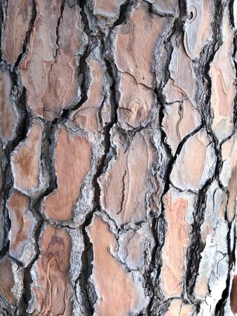 Wooden texture of pine bark. Macro photo. Abstract vertical background.の写真素材