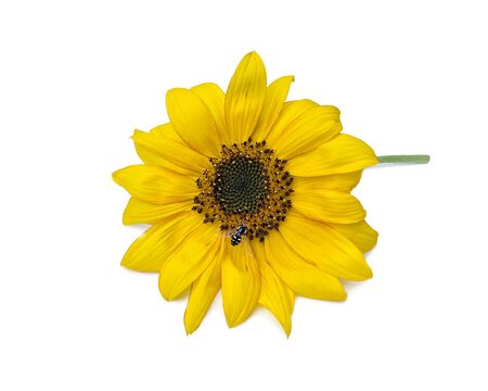 Young sunflower flower isolated on a white background with a light sunny shadow.の写真素材