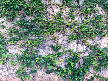 Climbing plants on the concrete wall. Texture of green foliage.の写真素材